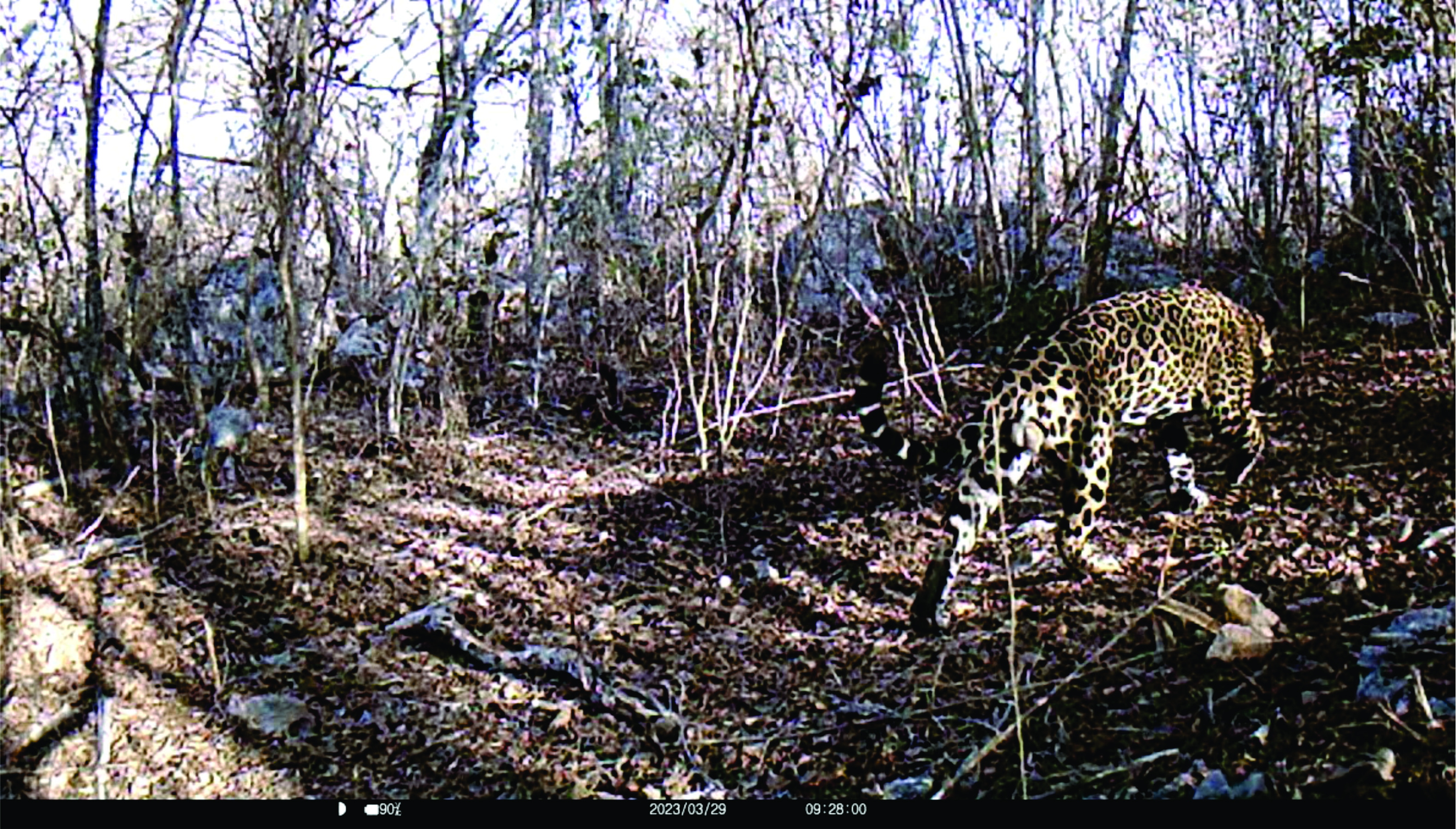 Un jaguar caminando en el bosque

Descripción generada automáticamente